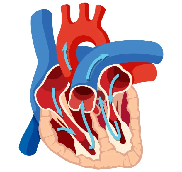 Ailments Image
