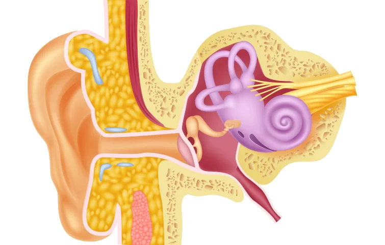 15asi_chronic-otitis-externa-banner2.webp