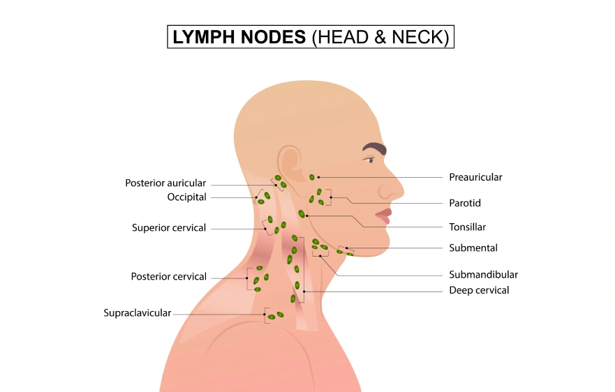 lymph.webp