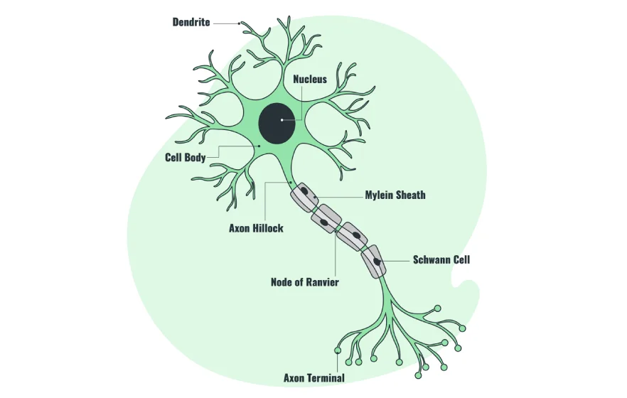 87procs_nerve-root.webp